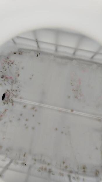 IBC KONTAJNER 1000L SCH EX UN ANTISTATICKÝ REPASOVANÝ/NEVYMYTELNÝ KOVOVÁ PALETA 150/50 JEMNÝ ZÁVIT(3)